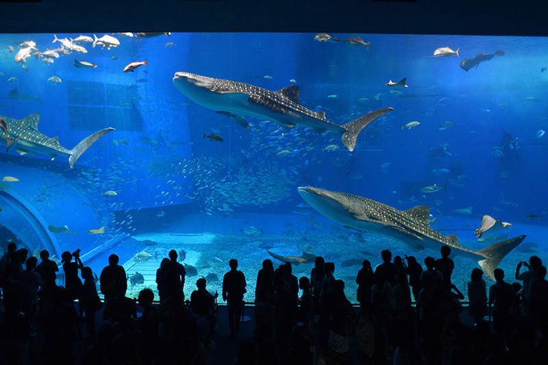 สถานที่ท่องเที่ยวญี่ปุ่นสำหรับครอบครัว Okinawa Churaumi Aquarium